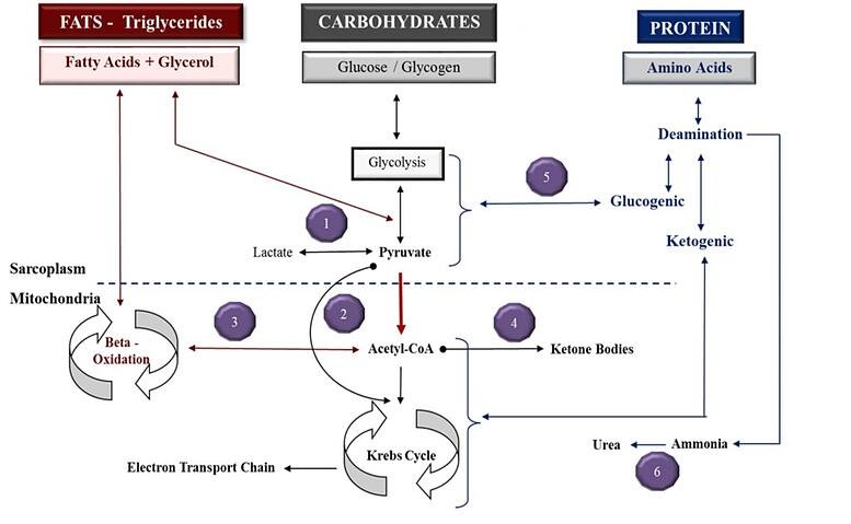 Figure 1-2: The metabolic mill - fuel utilization with the energy pathways