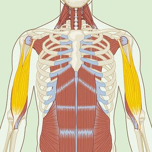 Biceps Brachii
