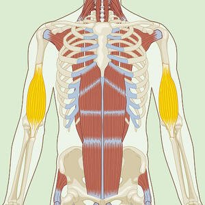 Brachialis