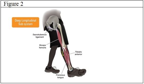 deep longitudinal subsystem