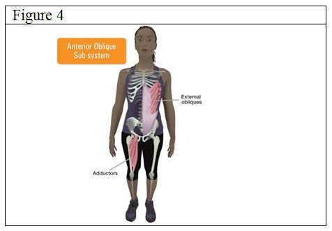 anterior oblique