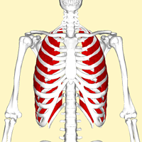 External_intercostal_muscles_frontal2