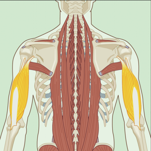 Triceps Brachii